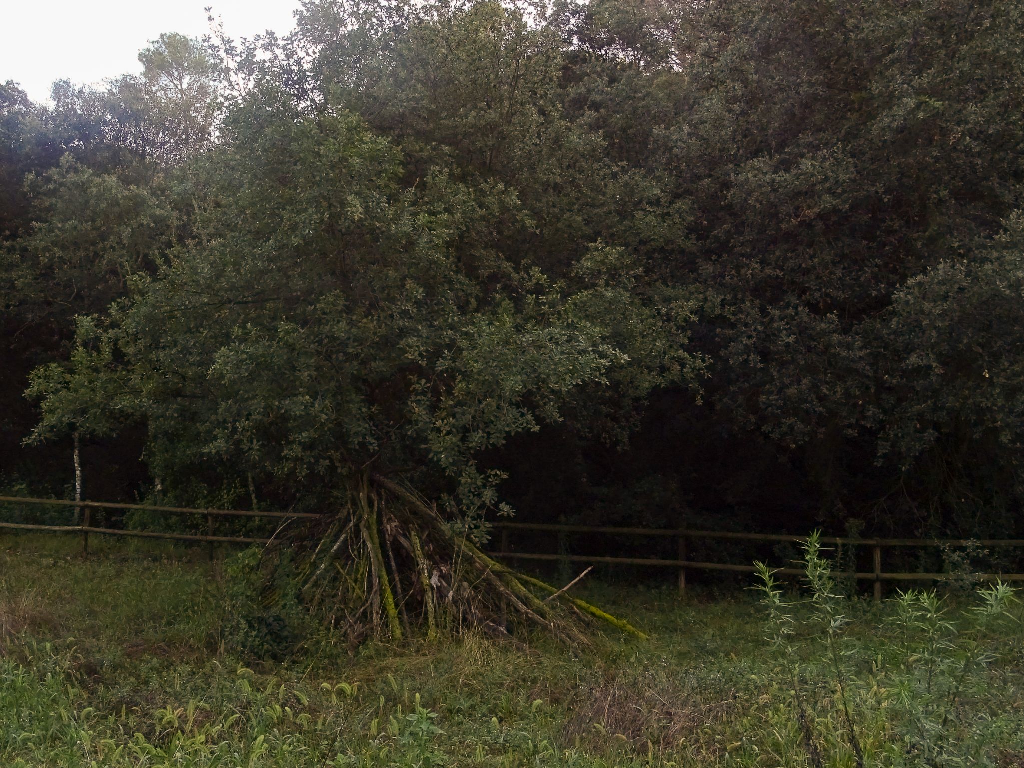 PARC DEL VERDER 2